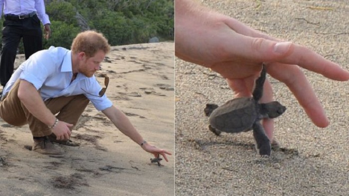 `Go, Go, Go`: Harry releases turtles on Caribbean beach